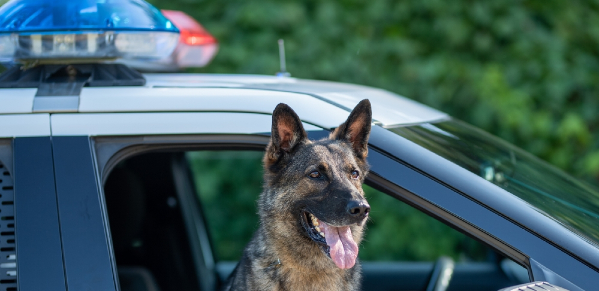PRVO MU JE RUKA AMPUTIRANA, A ONDA JE UMRO Porodica u SAD neutešna: Nije trebalo da puste policijskog psa na njega
