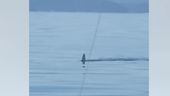 OGROMNA NEMAN UOČENA U JADRANU! Ribari mu se približili, pa ostali u ŠOKU! (VIDEO)