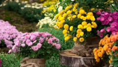 JESENJE CVEĆE USPEVA I U HLADNIM DANIMA Posadite ove 3 vrste, najtraženije su zbog raskošne lepote