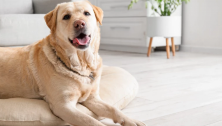 JEDNA PSEĆA GODINA KAO SEDAM LJUDSKIH? Grdno ste se prevarili, evo koliko je vaš ljubimac zaista star!