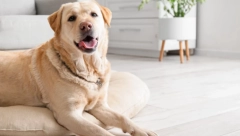 OOVAKO SE TREBA IZVINITI PSU KADA MU STANETE NA ŠAPU Poslastice nisu najbolje rešenje, probajte drugi način