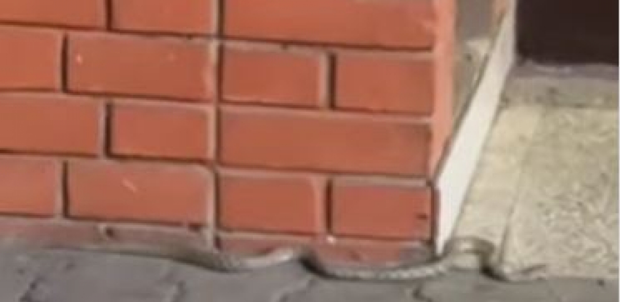 ZAVUKLA SE IZMEĐU ZGRADA Snimak iz Novog Sada uznemirio građane
