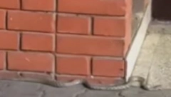 ZAVUKLA SE IZMEĐU ZGRADA Snimak iz Novog Sada uznemirio građane