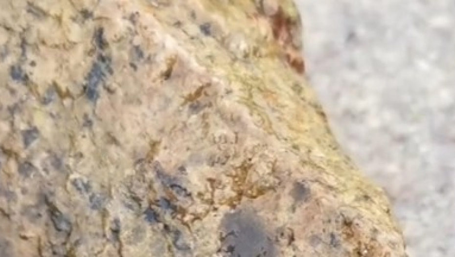 POGLEDAO U STENU, PA PRIMETIO NEŠTO ŽIVO I LJIGAVO Ovo jezivo biće je potpuna misterija, pratioci u komentarima podivljali! (VIDEO)