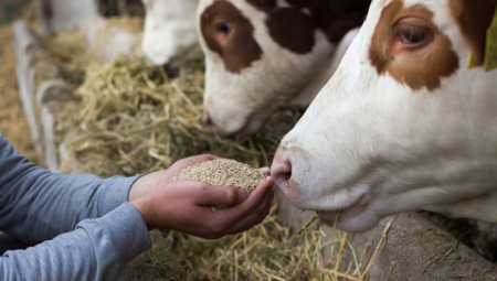 POJAVA NOVOG VIRUSA ZABRINULA STOČARE Veterinarske službe podigle mere opreza na najviši nivo