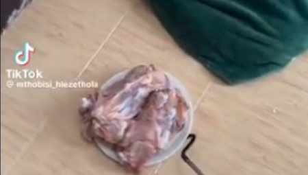 GLADNA OTROVNICA ZASKOČILA PLEN Skrivala se ispod ćebeta, pa napala iz sve snage - snimak nije za one sa slabim srcem!