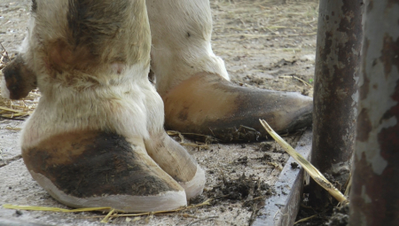 NAPALA JE POBESNELA ŽIVOTINJA, NABILA JE NA ROGOVE Žena doživela pakao na izletu, veruje da je za sve kriva jedna stvar! (FOTO)