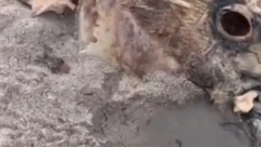 ŠTA JE OVO, LJUDI MOJI? Psi nanjušili ostatke sablasnog morskog stvorenja, niko nema pojma šta je u pitanju! (VIDEO)