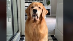 PRESLADAK PAS IMITIRA VLASNICU U SVEMU Oponaša je čak i kada stavlja masku na lice, njegova snalažljivost je za divljenje!