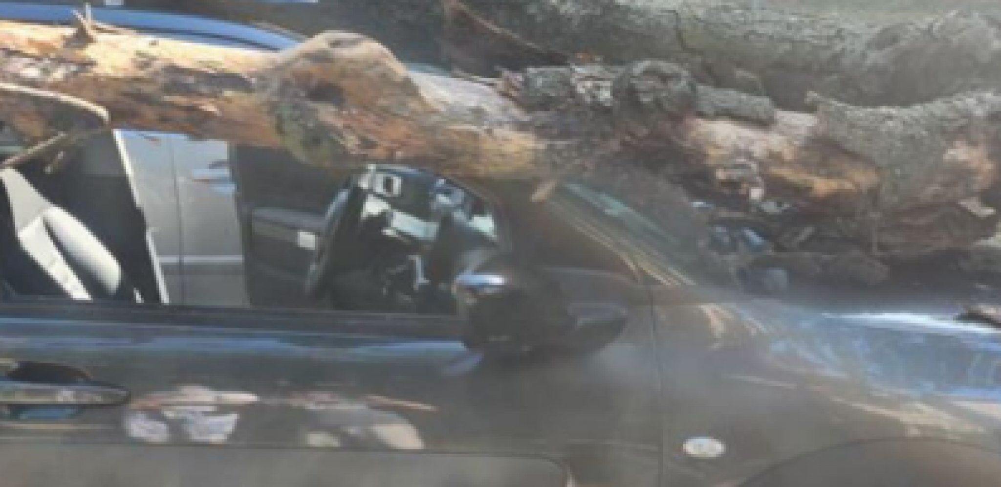 DRAMA U ŽELEZNIKU! Stablo palo na automobil dok se čovek isparkiravao! (FOTO)