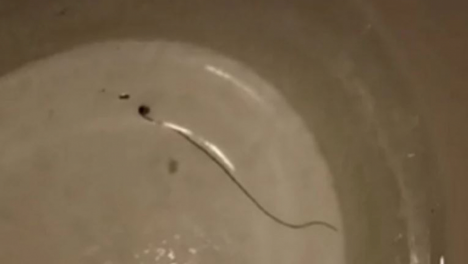 SIPALI VODU DA POPIJU KAD JE ODJEDNOM NEŠTO POČELO DA SE POMERA! Panika u Bujanovcu! (VIDEO)