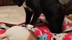 UŠLA JE U SOBU I VIDELA MAČKU DA STOJI NA NJENOM DETETU Prizor koji je zatekla ju je zapanjio, šta se to desilo?