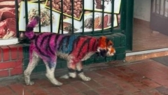 "LJUDI, NE ZNAM ČEMU OVAKVI KOMENTARI" Fotografije psa ofarbanog da liči na tigra zgrozile javnost, a sada se oglasio i čovek koji  tvrdi da je pas njegov!