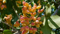 UNOSNA BILJKA ZALUDELA ČITAV SVET Novi "gastro" hit,  uz minimalne uslove uspeva i u Srbiji