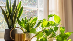 OPASNE ZA DECU I LJUBIMCE Ako imate ovih 6 biljaka u svom domu, pod hitno ih izbacite, savetuju stručnjaci