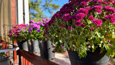JESENJE RUŽE A CVETAJU CELE ZIME Svaka boja nosi posebnu simboliku