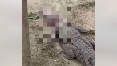 LEŠEVI KROKODILA I ZMIJA PREPLAVILE ULICE! Poplave nanele neshvatljivu štetu (VIDEO)