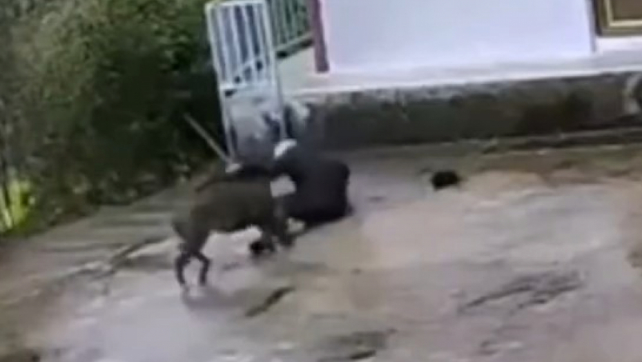 DIVLJA ZVER SKOČILA NA ČOVEKA Oborila ga na beton pa mu pocepala odeću, borio se da izvuče živu glavu! (VIDEO)
