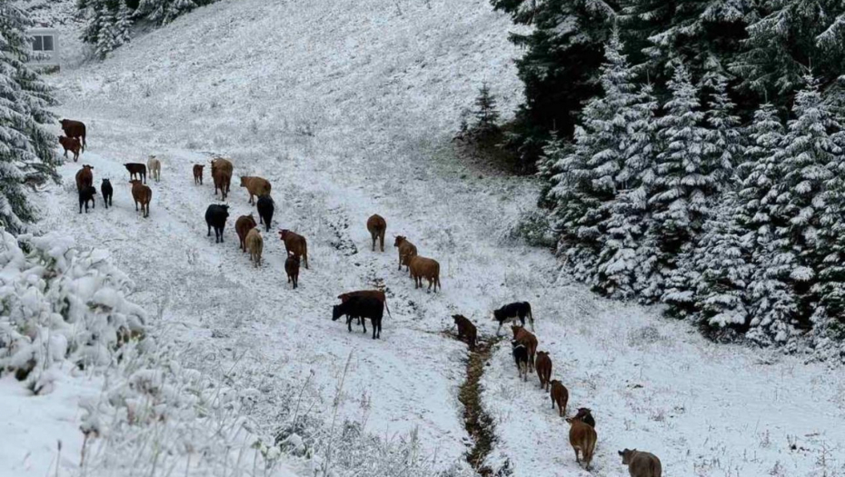 VEČERAS STIŽE 10 CENTIMETARA SNEGA U ovim delovima Srbije će se zabeleti
