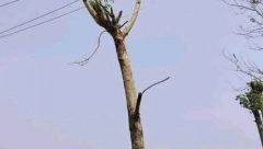 FOTKA DALEKOVODA IZ SRBIJE OBIŠLA JE CELI BALKAN Prizor je potpuno bizaran i teško objašnjiv