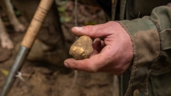MOŽDA SE SKRIVA U VAŠEM VRTU Košta 8000 evra i pravo je bogastvo za mozak i telo