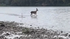 NESTVARAN PRIZOR NA DRINI Radoznala srna doskakutala pravo ispred kamere ribolovca (VIDEO)