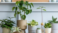 KO IMA OVU BILJKU, PARE MU SE SAMO SLIVAJU NA RAČUN! Veruje se da poboljšava finansijsku situaciju ukućana