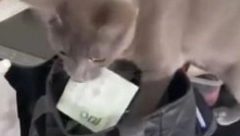 UGLEDAO MAČKU U TORBI, ALI NIJE OČEKIVAO OVO 'Ojadila' ga je, a ceo svet se smeje