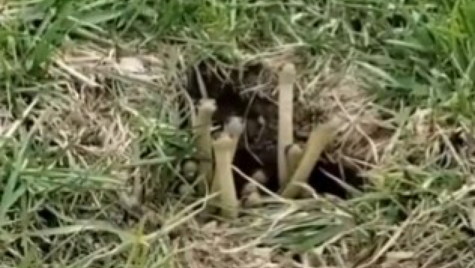 ZASTRAŠUJUĆA SCENA Muškarac mislio da vidi pečurke u travi, ali kada se približio, zanemeo od šoka! (VIDEO)