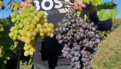 AKO OVAKO JEDETE GROŽĐE, PRAVITE VELIKU GREŠKU Dr Perišić objasnio koja sorta je najzdravija