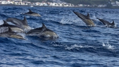 Ako u moru uočite ovu životinju odmah bežite: Možete platiti papreno ako ste i blizu njih!