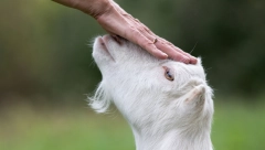 BOLEST PREŽIVARA Širi se virus plavog jezika u zemlji u komšiluku, koja je vodeći proizvođač ovaca i koza