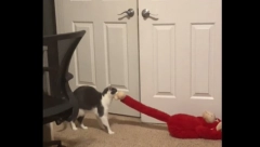 „SPAVAJ S JEDNIM OTVORENIM OKOM“ Čovek je isterao mačku iz kreveta, a ona je u znak osvete uradila nešto strašno