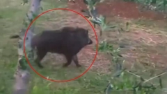 PETRA NAPALA DIVLJA SVINJA! Brao je pečurke kad je naišla - rvali su se 20 minuta