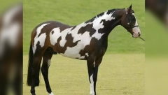 DOBRO SE ZAGLEDAJTE U FOTOGRAFIJU Da li vidite drugog konja? Ova mozgalicu je uspelo da reši samo 1 odsto ljudi