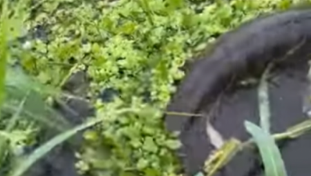 ČUDOVIŠTE KAKVO NISTE VIDELI DO SADA Ovo stvorenje guta plen čim ga ugleda (VIDEO)