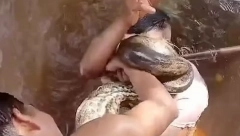 ANAKONDA NAPALA ČOVEKA, POČELA DA GA DAVI Čovek reagovao očajnički i zario zube u monstruma (VIDEO)