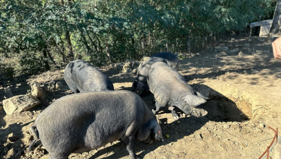 SRPSKI FUDBALER NAPUSTIO EVROPU: Vratio se na selo da uzgaja svinje (FOTO)