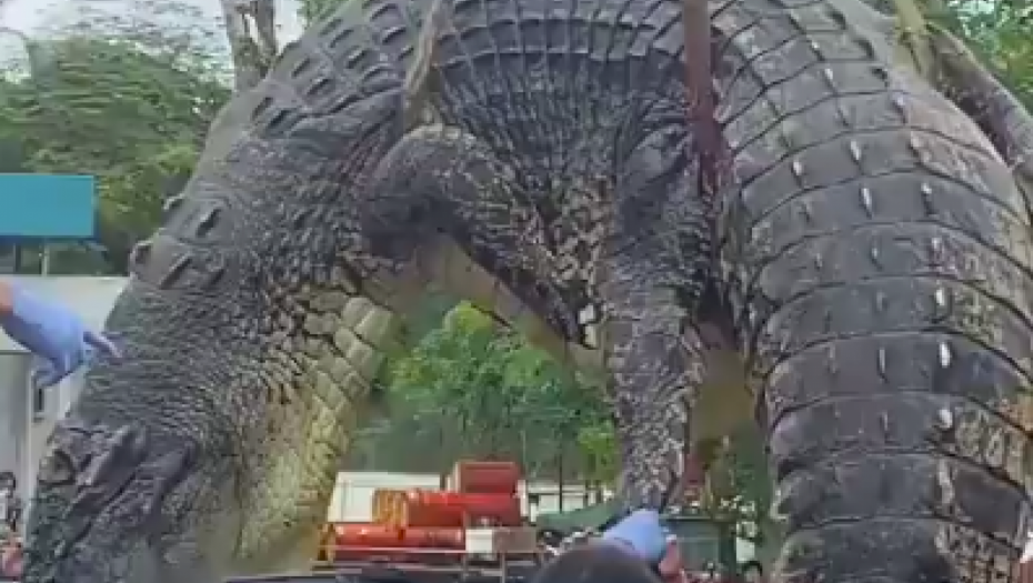 KROKODIL PROGUTAO DETE (6) Porodica bila svedok događaja (VIDEO)