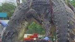 KROKODIL PROGUTAO DETE (6) Porodica bila svedok događaja (VIDEO)