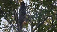 MIĆO AKROBATA IZVODI SALTO NA BANDERI, STOJI NAOPAČKE I PENJE SE PO DRVEĆU! Ova živa legenda svog kraja gazi sedmu deceniju, a izgleda kao mladić! (FOTO)