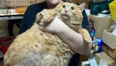 MAČAK MRVICA NIJE IZDRŽAO STROG REŽIM MRŠAVLJENJA Odveli ga da skine višak kilograma, on pokušao da pobegne, pa se zaglavio!