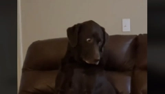 LABRADOR NASMEJAO LJUDE REAKCIJOM Kada se štene popelo na kauč, njegov pogled je bio urnebesan!