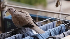 OVO IMATE U FIOCI, A TERA GOLUBOVE KAO STRAŠILO! Samo stavite taj predmet na terasu i ptice više neće dolaziti