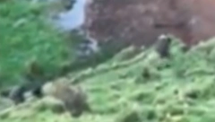 OTAC I TROJE DECE NESTALI PRE 3 GODINE Sada ih je kamera slučajno snimila kako tumaraju kroz žbunje! (VIDEO)