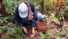 PONESU JEDNU KANTU I ETO 350 EVRA DNEVNO Mujići odu u šumu i na kraju dana izbroje odličnu zaradu