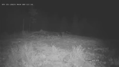 STRAŠNA BORBA NA SUROVOJ PLANINI U SRBIJI Čopor, gladnih, krvoločnih vukova ustuknuo pred opasnim protivnikom (FOTO/VIDEO)