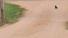 BOŽE, KAKVA SREĆA! Preslatka devojčica i njena kuca, raznežile su srca 135 miliona ljudi!