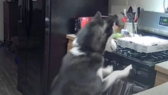 VRŠLJAO PO KUHINJI I ZAMALO DIGAO KUĆU U VAZDUH Samo što su otišli u podrum, odmah je napravio veliki problem