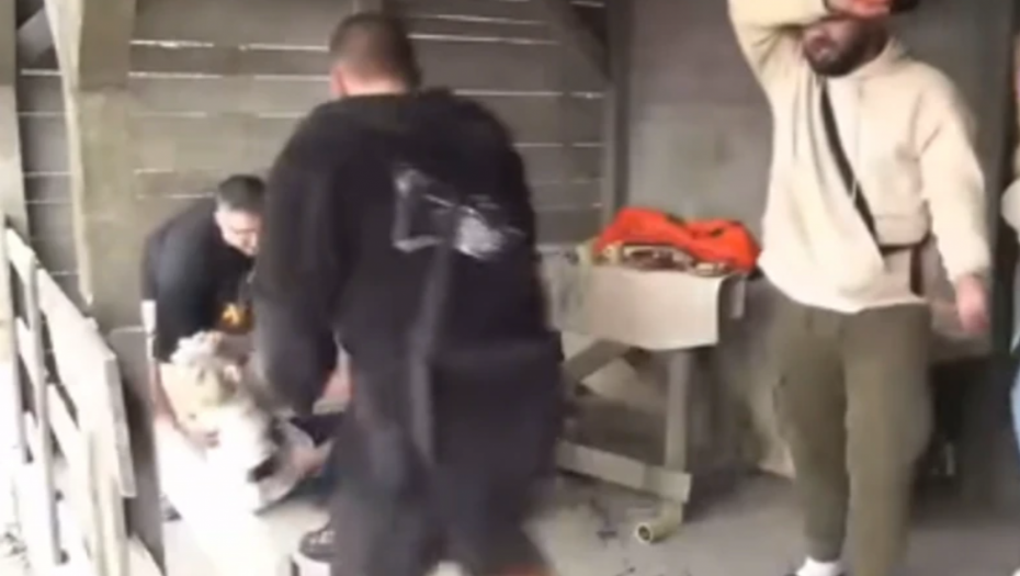 UČESNICA FARME PALA KAO POKOŠENA! Drama na imanju, urlici odzvanjaju na sve strane!